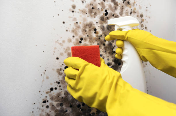 Best Industrial Mold Remediation in Sanibel, FL