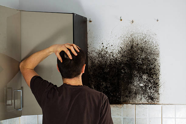Best White Mold Remediation in Sanibel, FL